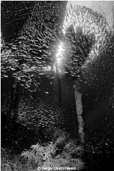 School fishes by Sergiy Glushchenko 